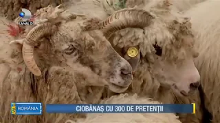 Asta-i Romania (09.06.2018) -  Ciobanii au pretentii foarte mari de la angajator! Partea 2