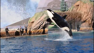 Corky, Orkid, Ikaika, Ulises, Keet, & Shouka Orca Encounter at SeaWorld San Diego April 19, 2024 6PM