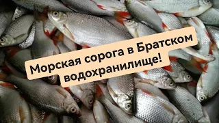 Морская сорога на Братском водохранилище!