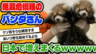 【2ch動物スレ】【悲報】日本、レッサーパンダの飼育数が世界一だった…もう終わりだよこの国