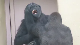 妹を可愛がりすぎるニシゴリラの兄🦍　《東山動植物園》