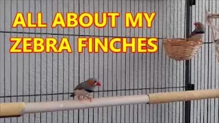 ZEBRA FINCHES AS PETS