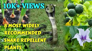 8 MOST WIDELY RECOMMENDED SNAKE REPELLENT PLANTS
