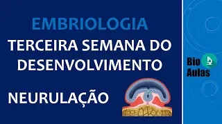 Neurulação: Formação do Tubo Neural - Terceira Semana do Desenvolvimento (Embriologia Humana)