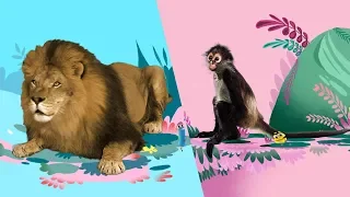 StoryBots | Animal Songs 🦁🐵🐪| Music To Learn For Kids | Netflix Jr