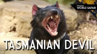 Tasmanian Devils are the Top Carnivores of Tasmania!