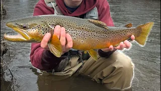 Catching Giant Trout at some NY creeks