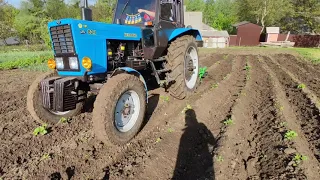 Підгортання картоплі трактором МТЗ