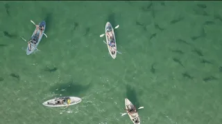 Snorkeling with leopard sharks off of La Jolla