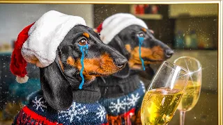 Christmas Lockdown! Cute & funny dachshund dog video!