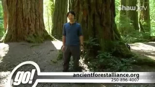 Did You Know ? BC's Biggest Trees and Ancient Forests - Shaw TV