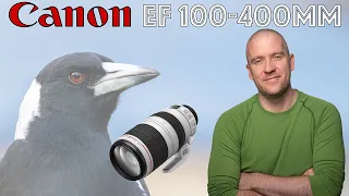 Canon EF 100-400 IS II - Bird Photography in suburban Australia