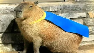 ok i pull up capybara