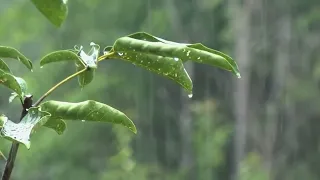 O Poder Terapêutico da Natureza: Mergulhe na Chuva Diurna para Relaxar | ASMR da Natureza