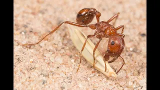 Harvester ants