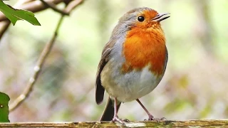 Robin Birds Singing and Chirping : Beautiful Bird Sounds and Bird Song