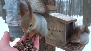 Холодно. Очень много голодных белок / Cold. There are a lot of hungry squirrels