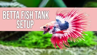 Betta Fish Tank Setup for Beginners