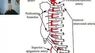 Anatomy for applied medical science(Respiratory Department)  (Intercostal arteries ), by Dr.Wahdan