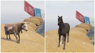 Crazy HORSE VS COW IN GTA5 IMPOSSIBLE PARKOUR - GRAND THEFT AUTO V PARKOUR CHALLENGE