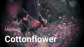 Moriarty - Cottonflower Sub Español/English