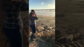 California's Piedras Blancas Elephant Seal Rookery