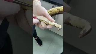 How to sex a snake with sexing probes