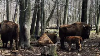 1БО в гостях у зубров