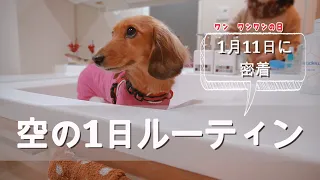 空の1日に密着【空の日常動画】#075 ミニチュアダックスフンド