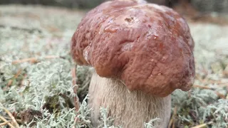 24.09.2023. Друга хвиля білих грибів почалася. Запізнився на грибне місце.#гриби #mushrooms #грибы