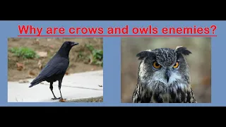 Why Owls and Crows are Sworn Enemies | Fun Stories | Jataka Tale