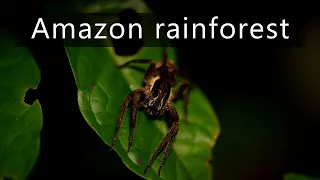Dark night in the Amazon rainforest - Nature sounds