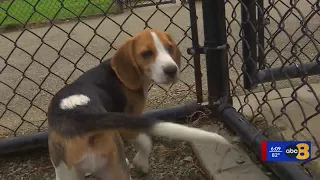 Former Envigo beagle puppy enjoys new life at home with Henrico couple