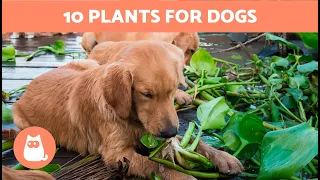 10 PLANTS Safe for DOGS 🌷✅ Dog-Friendly Plants