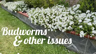 Don't Let This Issue Go Unchecked in Your Garden | Gardening With the Williams'
