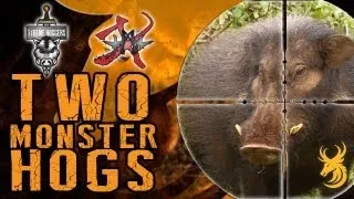 Extreme Hog Hunting - Two MONSTER Hogs