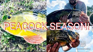 Peacock Season Has Just Begun! (4k)