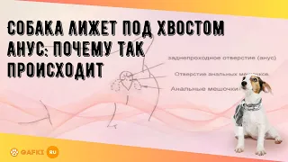 Собака лижет под хвостом анус: почему так происходит