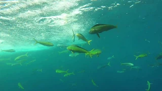 GAVIÃO PESCADOR I - Pesca de Dourado ( VISTO DO FUNDO )