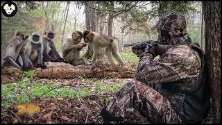 How Farmers Deal With Millions Of Baboons Attacking The City | Farming Documentary