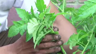 How to Plant Tomato Plants Sideways