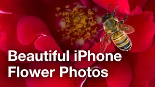 Tips For Beautiful iPhone Photos Of Flowers