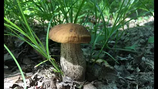 ДОЖДАЛИСЬ! Подберезовики  ПОШЛИ! За грибами 27 июня 2021, Трускавец. Грибные оладьи.
