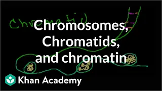 Chromosomes, Chromatids, Chromatin, etc.