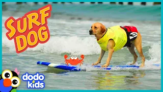 Puppy Grows Up To Be A SURFING DOG | Adventure Animals | Dodo Kids