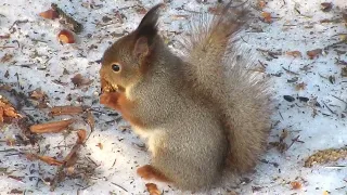 У белки вкусный орех - The squirrel has a tasty nut - 松鼠有美味的坚果