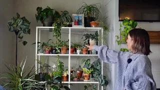 Houseplant Care & Updates | Watering, Indoor Plant Decor, & Planting a Mini Tank