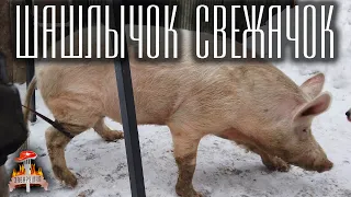 Шашлычок свежачок. Забой хряка