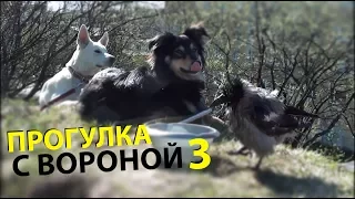 Прогулка с вороной 3