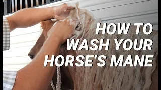 How To Wash Your Horse's Mane
